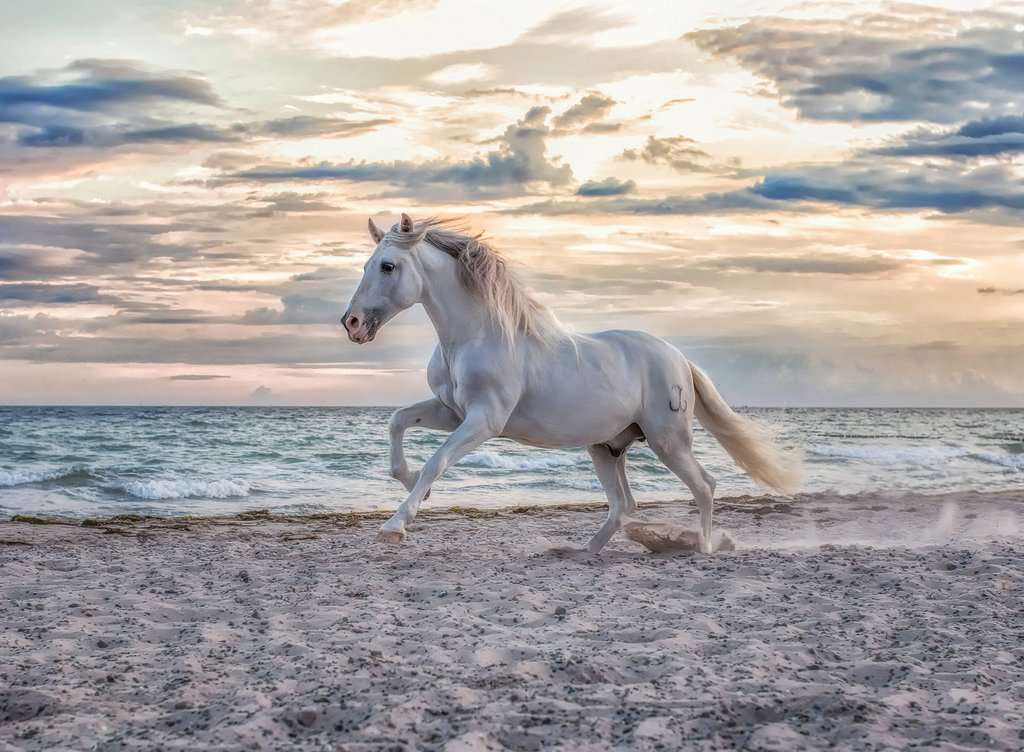 Ravensburger Rompecabezas Adultos: Caballo en la playa 500 piezas